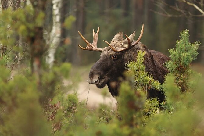 Small-Group Moose Wild Safari From Rovaniemi - Weather Contingency Plan