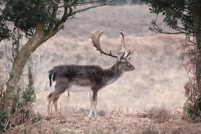 Small-Group New Forest Discovery Walk From Lyndhurst - Common questions