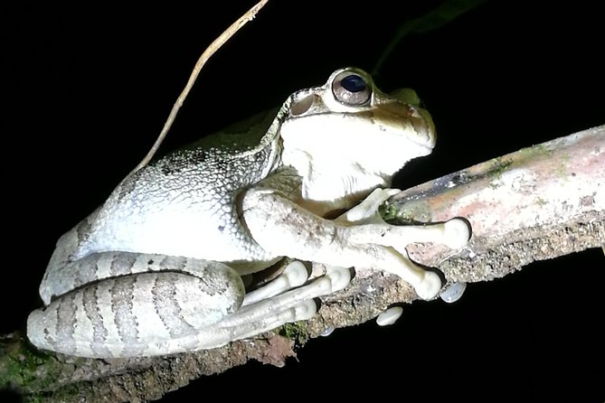 Small-Group Tortuguero National Park Night Walk in Costa Rica - Directions for the Night Walk