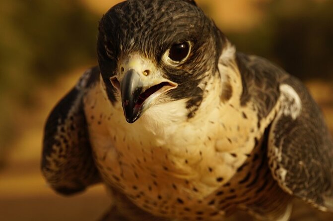 Small-Group Tour: Falcon 2—Dubai Falconry Safari - Highlights