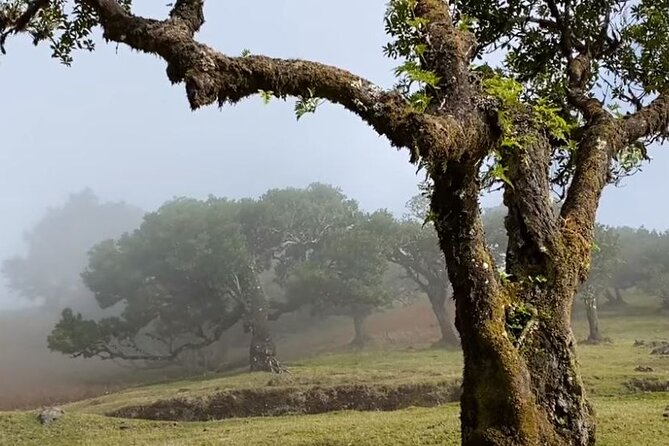 Small Group West Tour Waterfalls & Fanal Forest Tour - Common questions