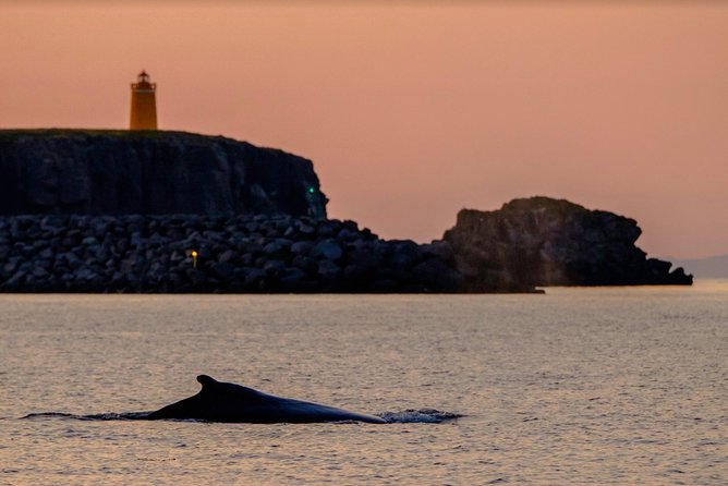 Small-Group Whale Watching in the Midnight Sun From Reykjavík - Common questions