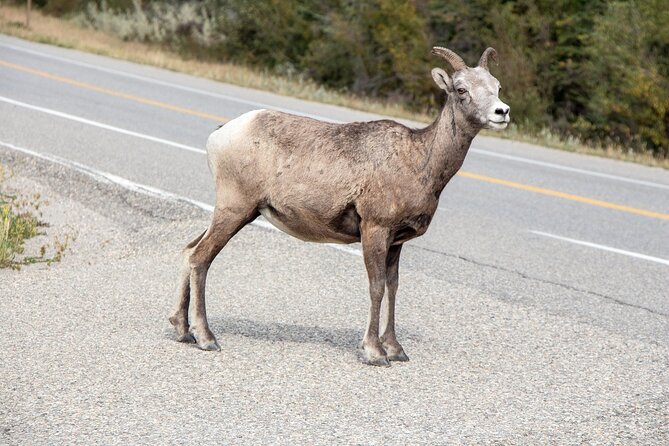 Smartphone Audio Driving Tour Between Banff and Calgary - Additional Resources