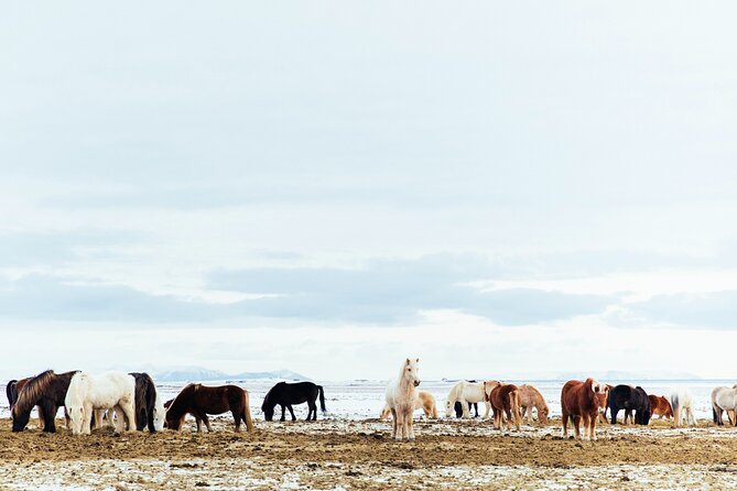 Snæfellsnes in Spanish With Lunch on a Farm Minibus - Reviews