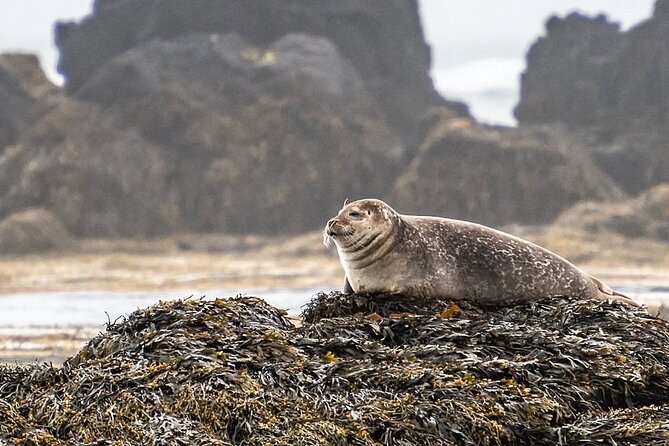 Snaefellsnes Peninsula Full Day Tour From Reykjavik - Guide Excellence and Insights Provided