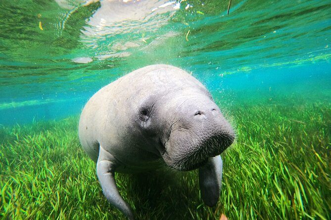 Snorkel Tour With the Manatee on Kings Bay, Crystal River - Weather Considerations