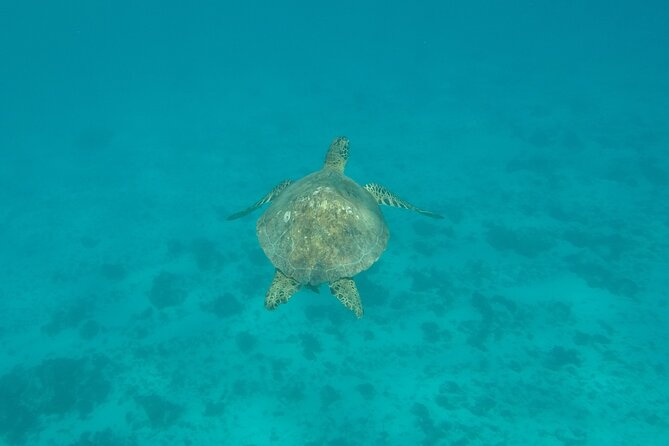 Snorkeling Excursion and Encounter With Marine Fauna in Moorea - Common questions