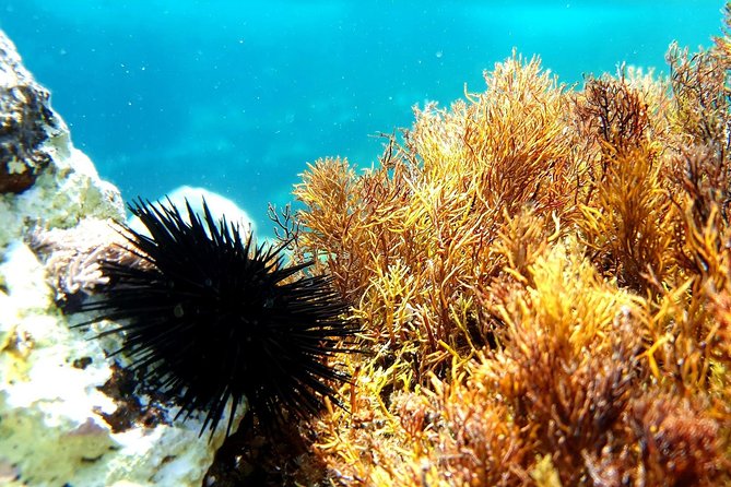 Snorkeling in Ustica (Observation of Marine Flora and Fauna) - Safety Measures and Precautions