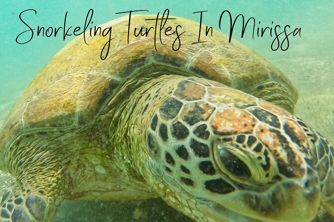 Snorkeling Turtles in Mirissa - Benefits of Snorkeling With Turtles