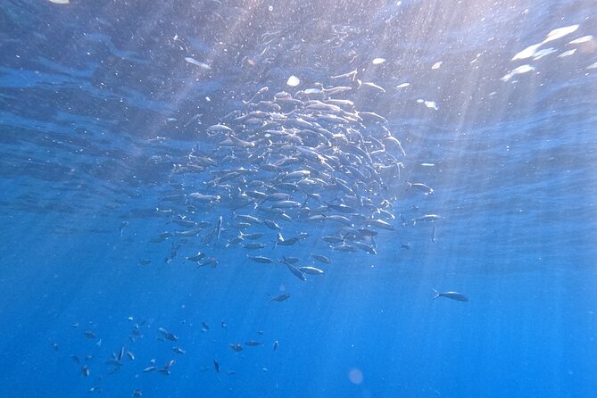 Snorkeling With a Professional Instructor in Tenerife - Tour Last Words