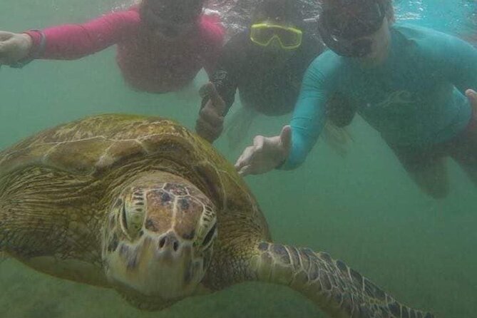 Snorkeling With Sea Turtles in Mirissa (Pickup and Drop Included) - Common questions