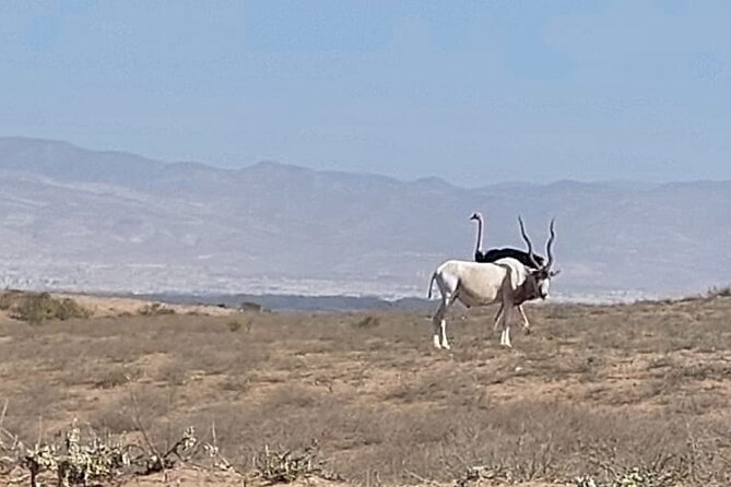 Souss Massa National Park Half Day Trip From Agadir - Itinerary Overview