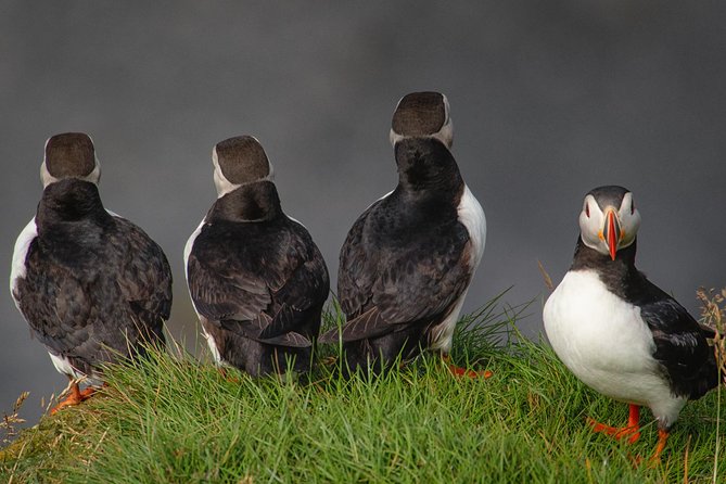 South Coast of Iceland - Tour With a Professional Photographer - Common questions