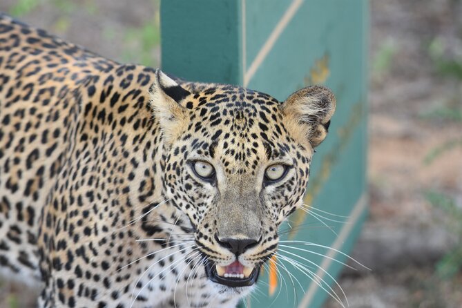 Special Leopard Safari Tour in Yala National Park by Malith & the Team - Tour Highlights