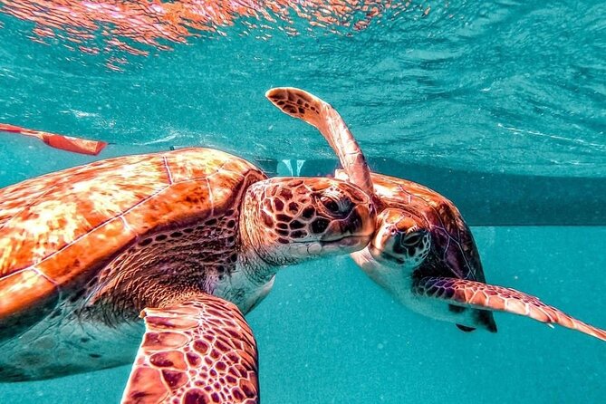 Spectacular Experience With Sea Turtles - Common questions