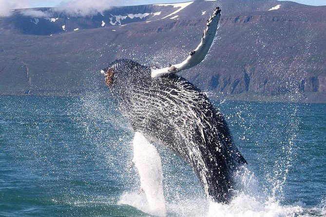 Speedboat Whale Watching Small-Group Tour in Reykjavik - Directions