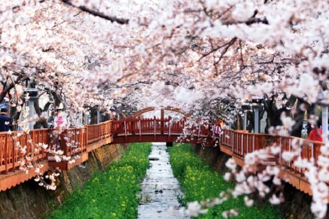 Spring 5 Days Cherry Blossom Jeju&Busan&Jinhae&Gyeongju on 31 Mar to 10 Apr - Common questions