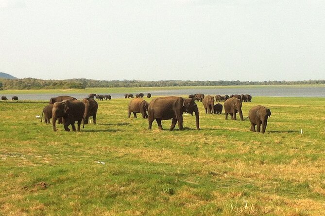 Sri Lanka Tour for 10 Days: Heritage, Culture and Beach - Last Words