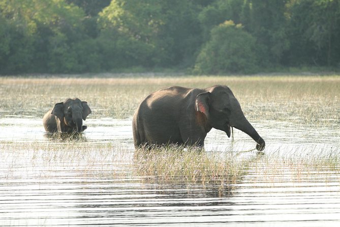 Sri Lanka Tours 12-Day Wildlife Tour With Driver,Car or Van and Accommodations - Common questions