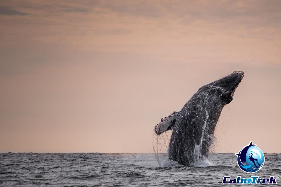 Sunset Whale Watching Cruise in Cabo San Lucas - Cancellation Policy