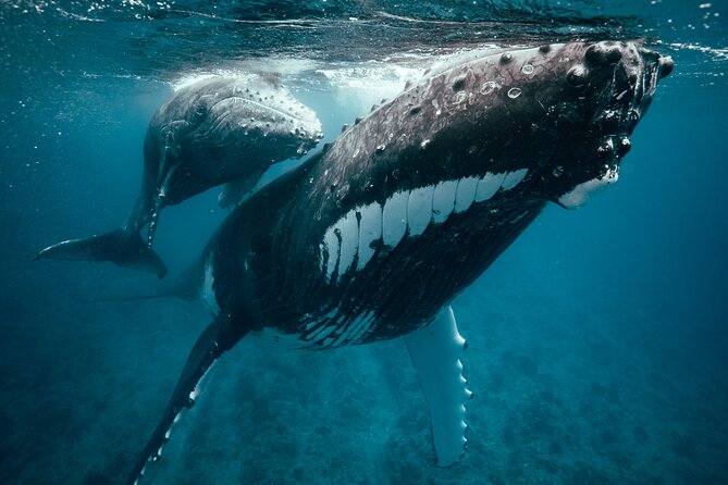 Swim With Humpback Whales - Common questions