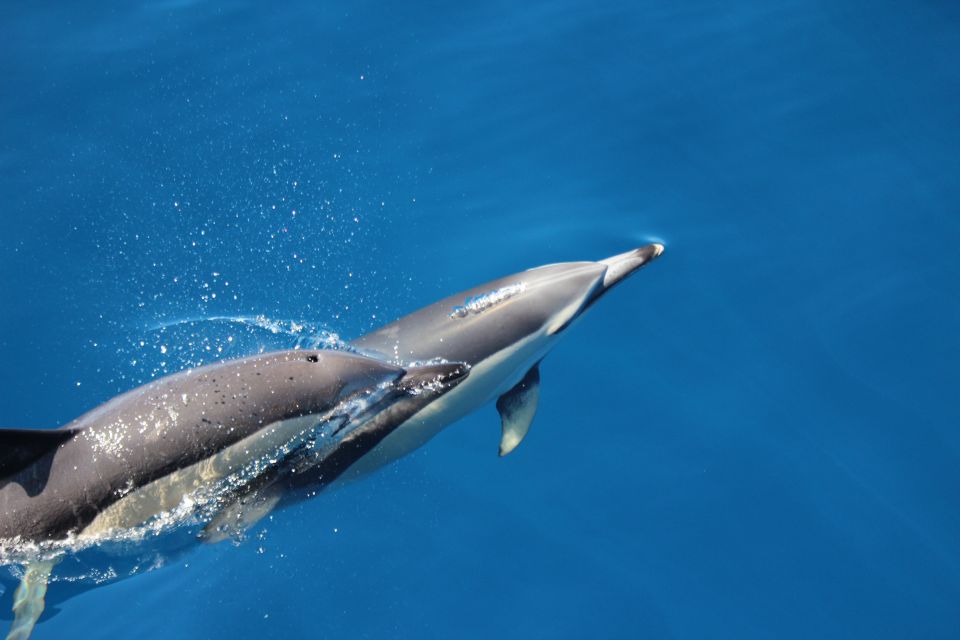 Swimming With Dolphins in Terceira Island - Sustainability Commitment