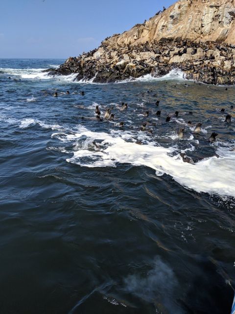 Swimming With Sea Lions In Lima