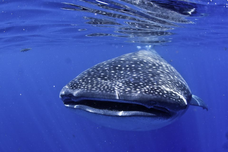 Swimming With Whale Sharks in Cancun - Logistics