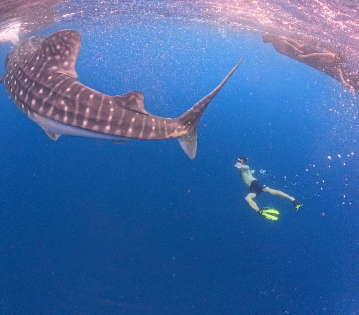 Swimming With Whale Sharks in Sumbawa - How to Book Your Adventure
