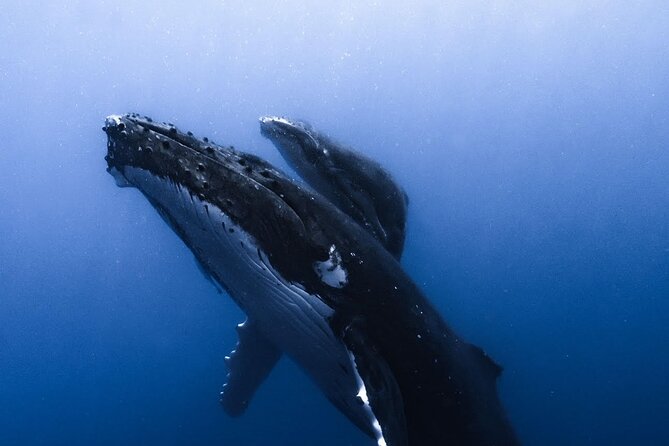 Swimming With Whales in Moorea (Half Day Tour) - Swimming Skills and Requirements