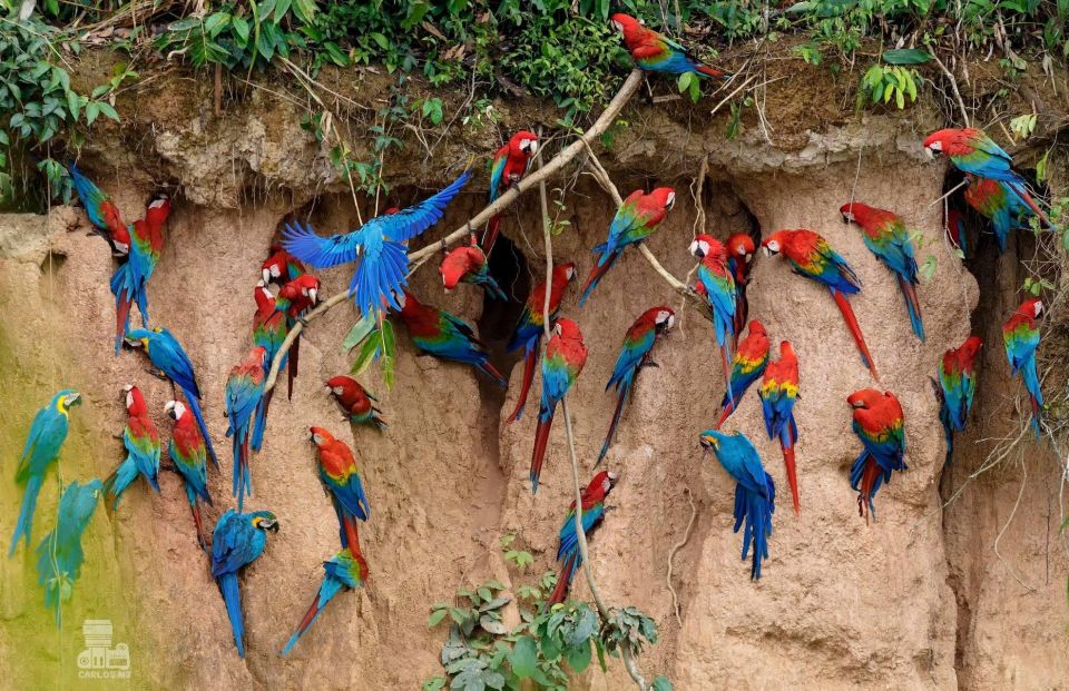 Tambopata Macaw Claylick & Andoval Lake 3 Days/2 Nights - Key Points