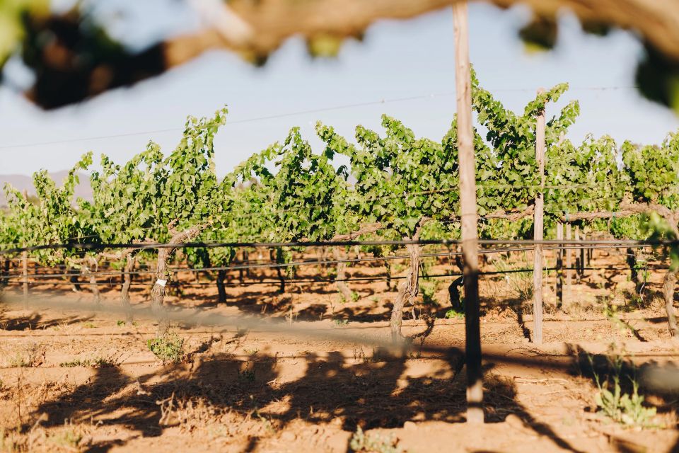 Tasting and Tour Through the Vineyard - Participant Selection