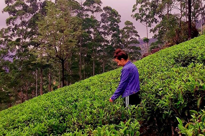Tea Factories And Waterfalls Tour - Pricing and Legal