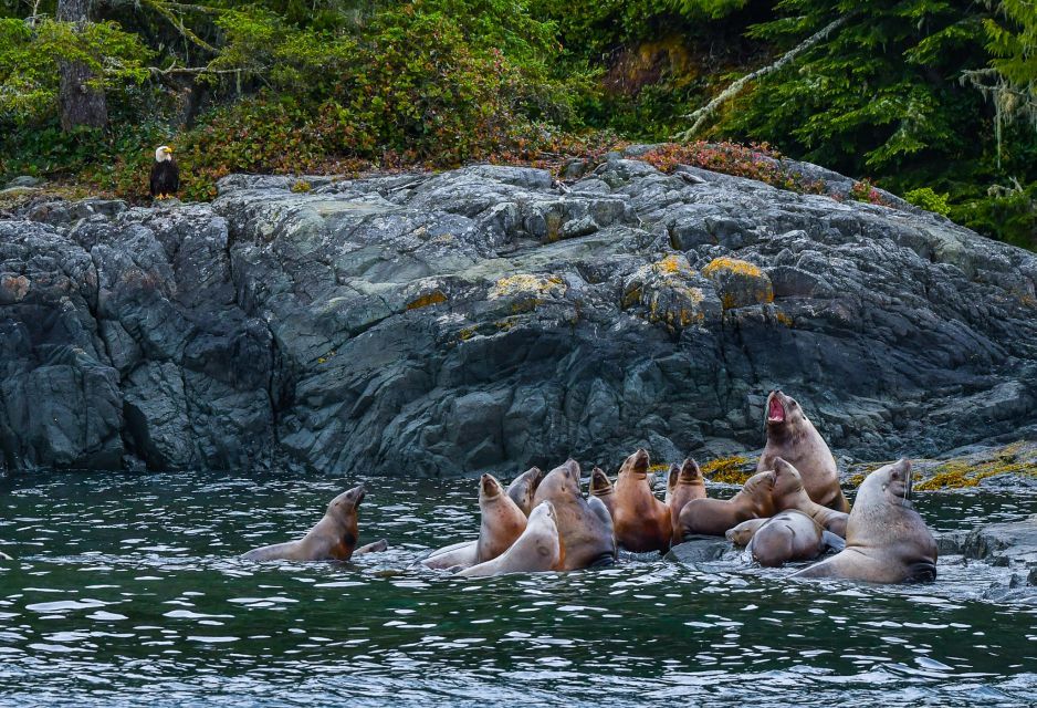 Telegraph Cove: 3-Hour Whale Watching Tour in a Zodiac Boat - Additional Details