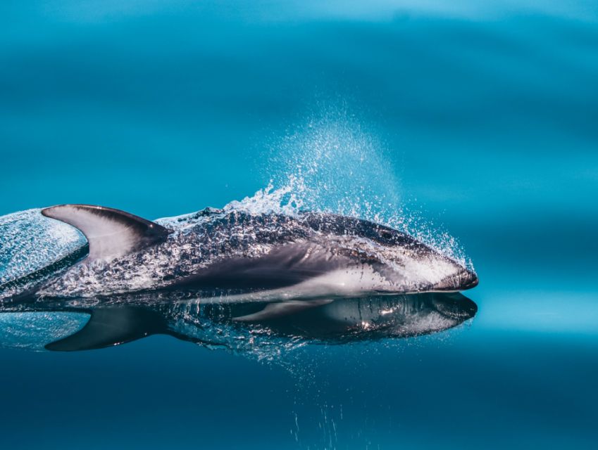 Telegraph Cove: Half-Day Whale Watching Tour - Additional Information