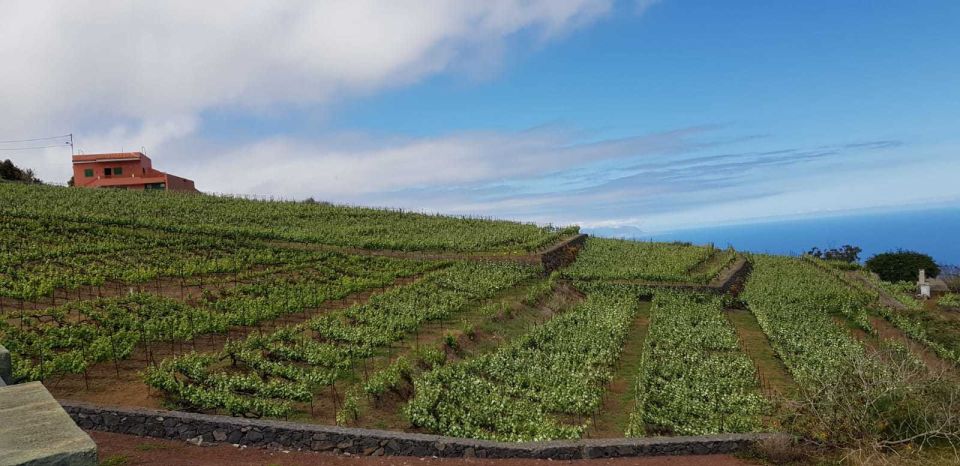 Tenerife: 4-Hour Gauchinche Food Tour - Itinerary Overview and Bodega Visit