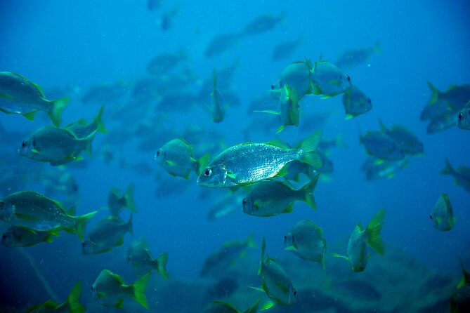 Tenerife Callao Salvaje Small-Group Snorkeling Tour - Safety Considerations