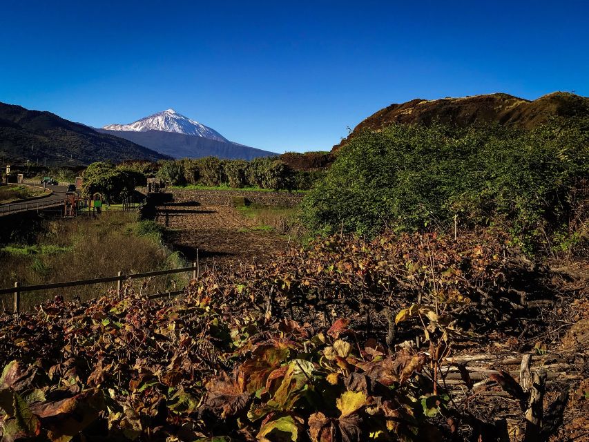 Tenerife Private Tour: Mount Teide Nature and Wine - Additional Information