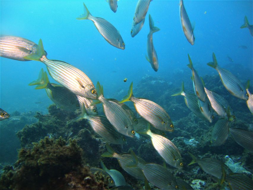 Terceira: Angra Do Heroísmo Scuba Diving Tour With 2 Dives - Common questions