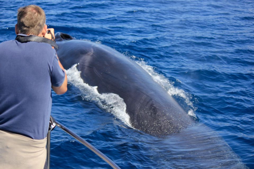 Terceira Island : Whale and Dolphin Watching Boat Excursion - Common questions