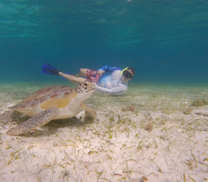 The Cozumel Turtle Sanctuary Snorkel Tour - Location and Pricing