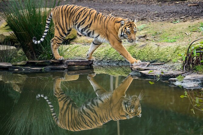 Tiger Experience at Melbourne Zoo - Excl. Entry - Operator Information