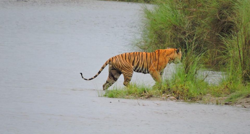 Tiger Tracking Wildlife Safari Tour in Bardia - Directions