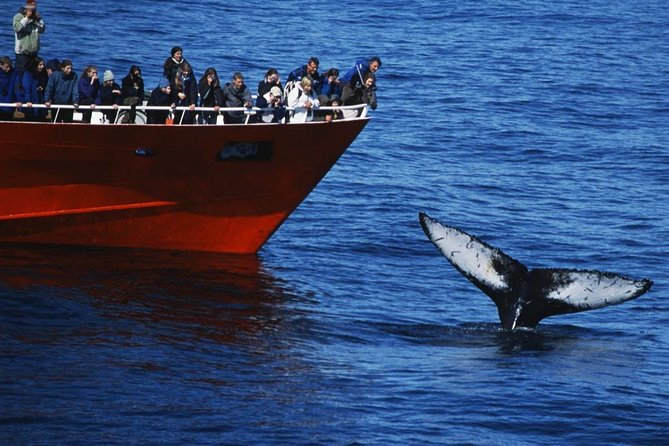 Top-Rated Snorkeling in Silfra & Whale Watching Self-Drive From Reykjavik - Humpback and Minke Whale Spotting