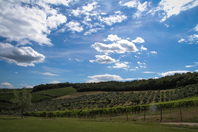 Tour and Tasting at an Organic Winery in Panzano in Chianti - Panzano in Chianti Location