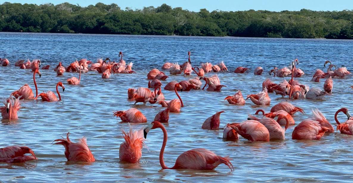 Tour Celestún Mangroves, Pink Flamingos and Beach - Additional Experiences Offered