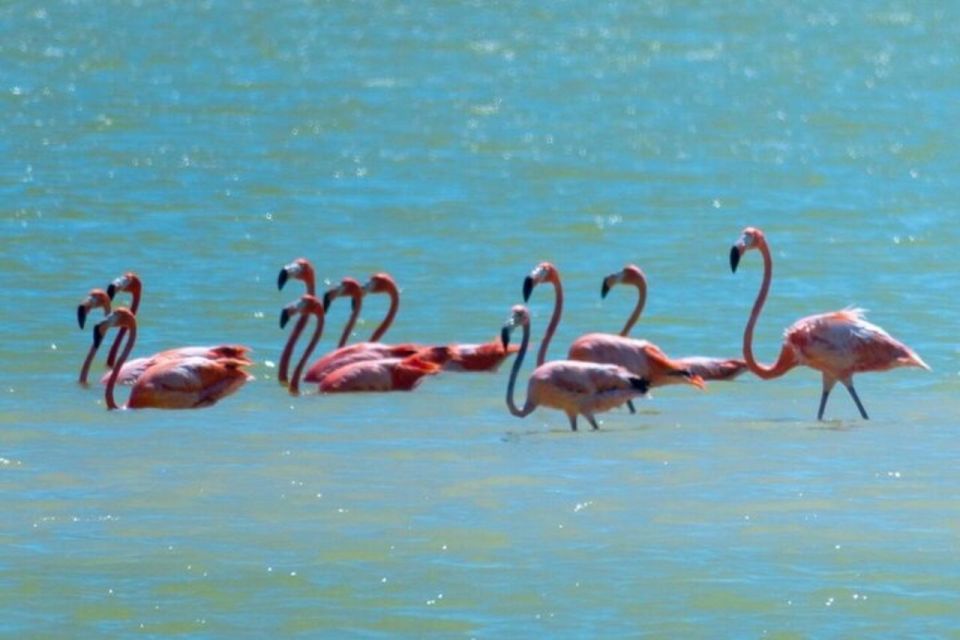 Tour to Las Coloradas and Rio Lagartos From Merida - Cancellation Policy