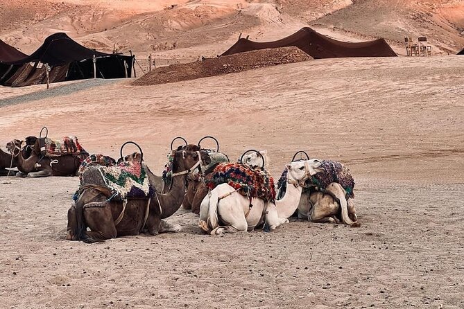 Traditional Dinner In Agafay Desert And Camel Ride - Traveler Insights