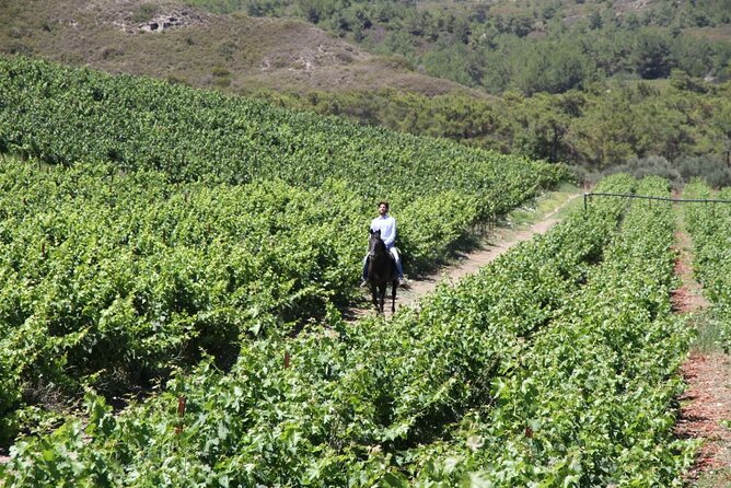 Traditional Greek COOKING Class and Wine Tasting in Rhodes - Last Words