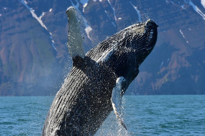 Traditional Whale Watching Tour From Húsavík - Weather Impact